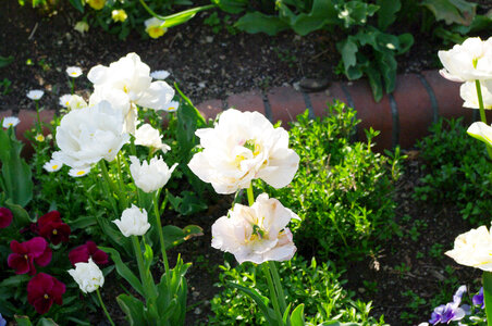 2 Tulip