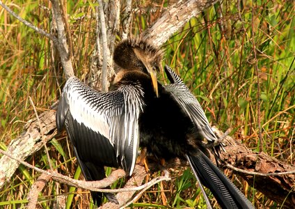Aquatic Bird bird natural habitat