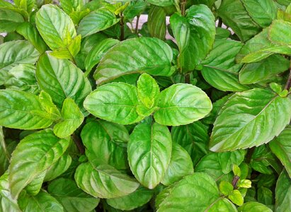 Plant food spice