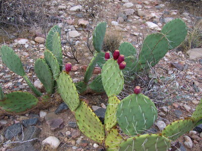 Grand Canyon National Park photo