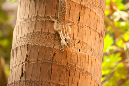 Squirrel Climbing Down Tree