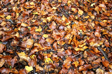 Autumn autumn season ground