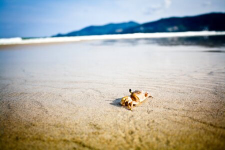 Crab on the beach photo