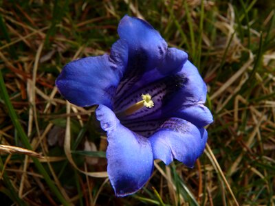 Gentian blue alpine flower photo