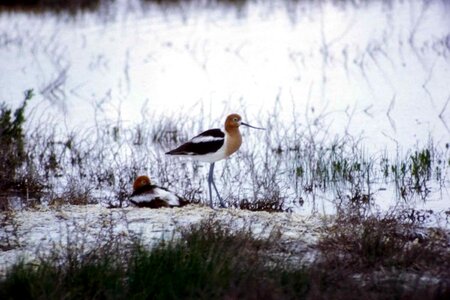 American bird couple photo