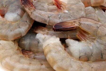 Animal arthropod calorie