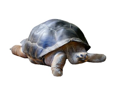 Water creature meeresbewohner rießenschildkröte