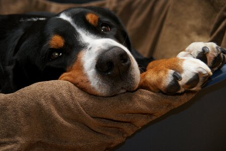 Mountain dog paws hunger