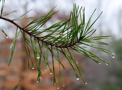 Branch branches conifer photo