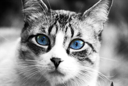 Cat face cat nose blue eyes photo