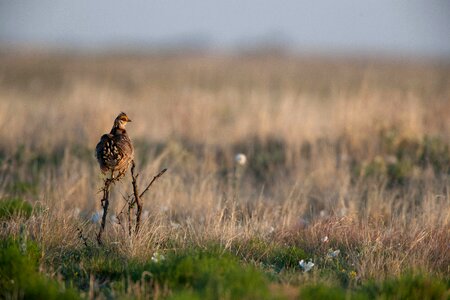 Bird desert prairie