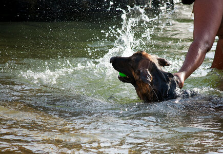 Man Dog In Water photo