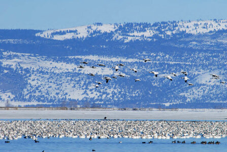 Snow Geese Migration photo