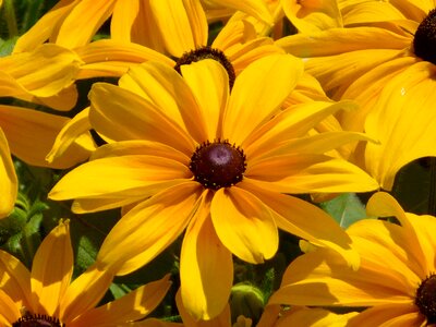 Ornamental plants flower garden summer