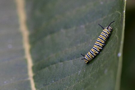 Bug butterfly larva