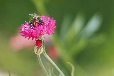 Spring flower pink flower