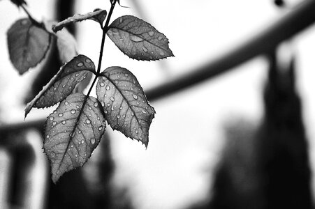 Black And White branch drop photo