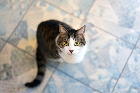 Small Kitty looking up