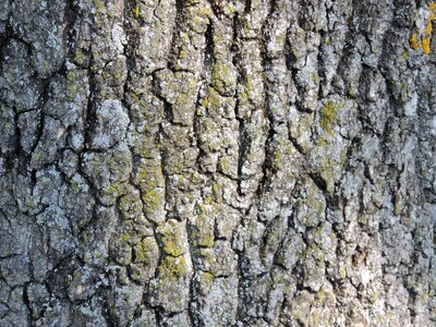 Cortex detail lichen