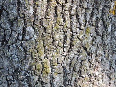 Cortex detail lichen photo