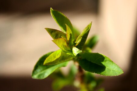Green Leaves leaves nature