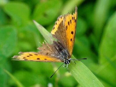 Animal arthropod beautiful