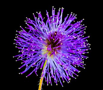 Wild flower small flower purple