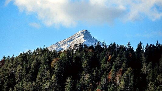 Forest landscape tree