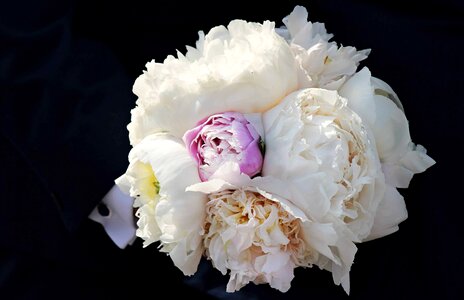 Beautiful Flowers blooming blossom