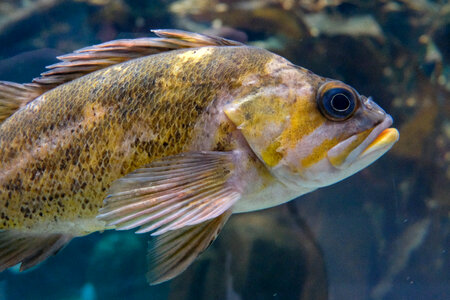 Golden Fish photo