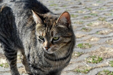 Fur kitty animal