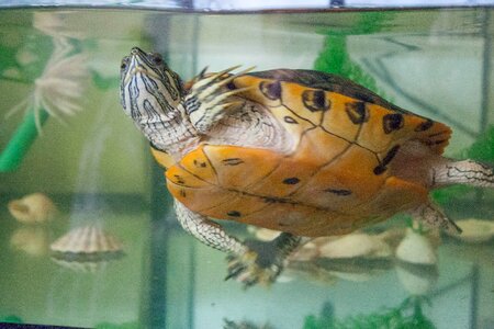 Turtle water aquarium photo