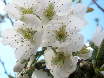 Bloom blossom bloom