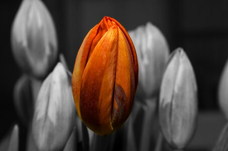 Tulips black and white on a orange tulip