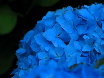 Blossom blue close photo