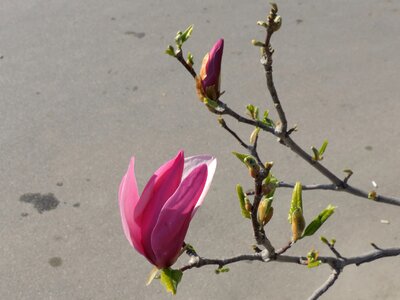 Branches magnolia spring time photo