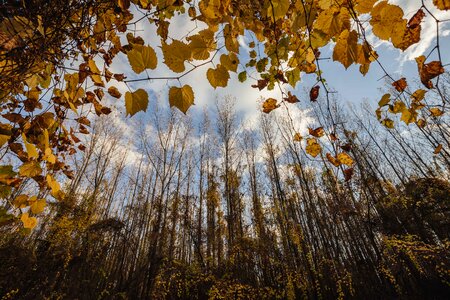 Autumn poplar nature photo