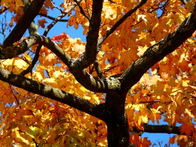 Autumn colorful gaudy photo