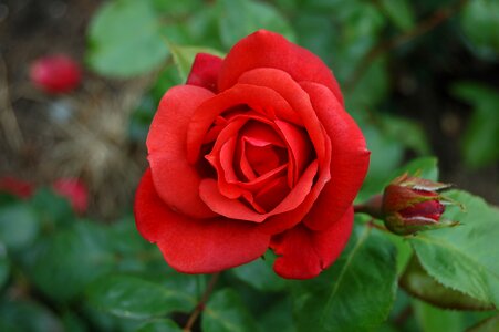 Romance macro plant