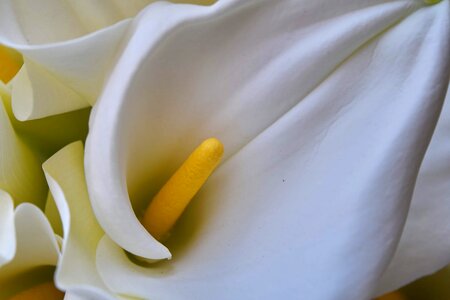 Petal white white flower photo