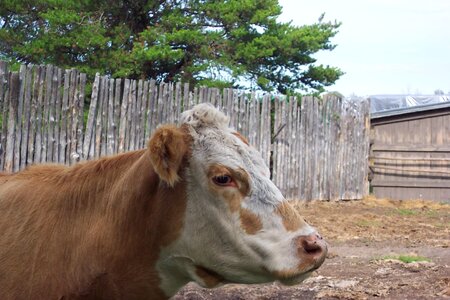 Country rural meat photo