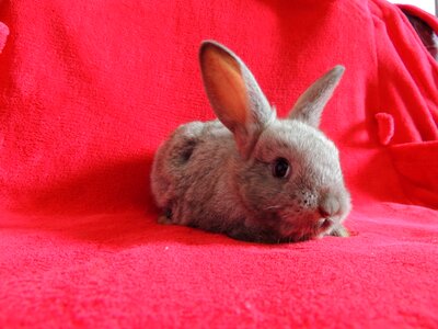 Gray cute pet