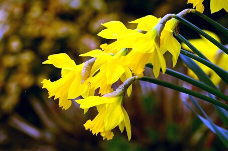 Beautiful Flowers daffodil flower garden