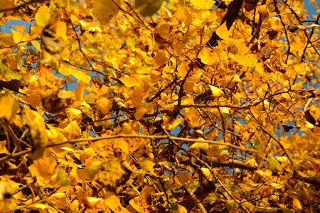 Golden autumn fall foliage leaves in the autumn
