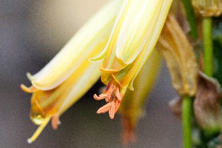 Fine bloom yellow photo