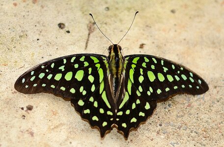 Exotic insect wildlife brown butterfly photo