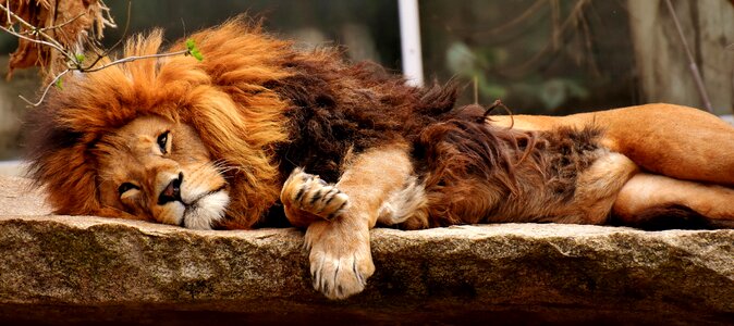 Lion Sleep King photo