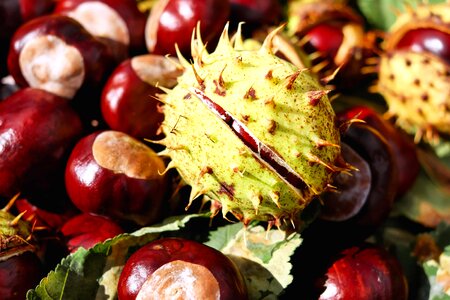 Autumn autumn season beautiful photo