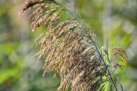 Grass high marshland