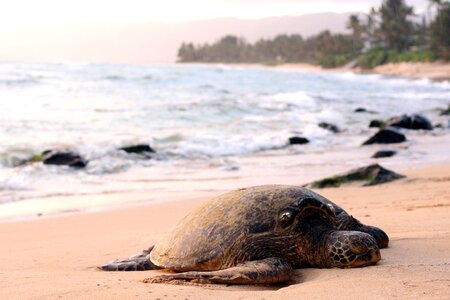Animal sea sea turtle photo
